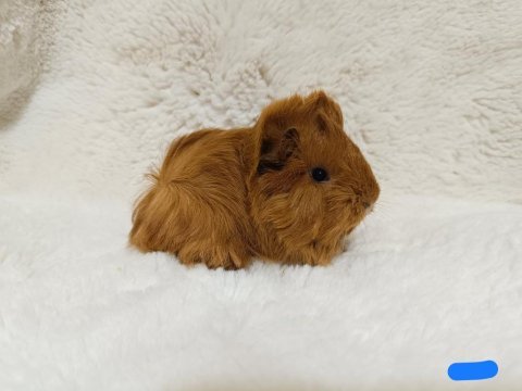 Guinea pig bebeklerimiz