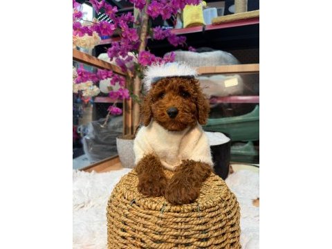 Toy poodle garantili korekan bebekler