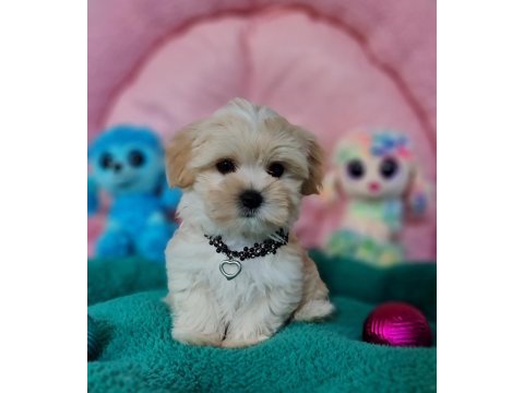 Evin neşe kaynağı sevimli teacup morkie yavrularımız