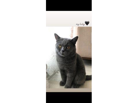 British shorthair kedimiz 2 yaşında
