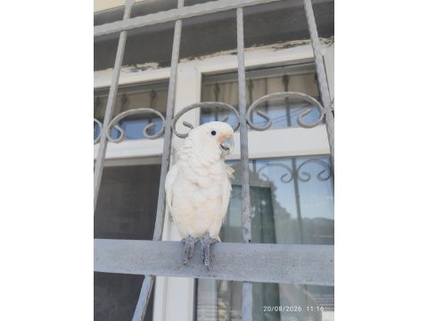 Full evcil kakadu papağanı