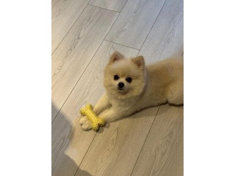 Erkek pomeranian 1 yaşında