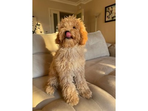 8 aylık eğitimli erkek poodle