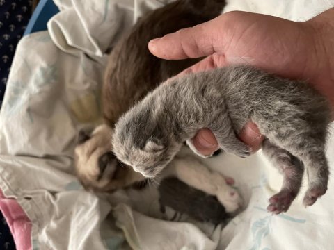 Yavru scottish fold kedisi
