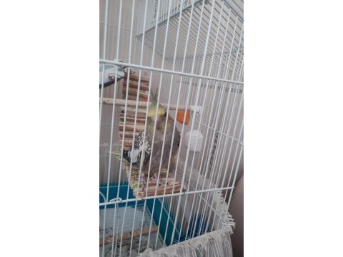 5 aylık meledik öten ele alışkın sevecen papağan