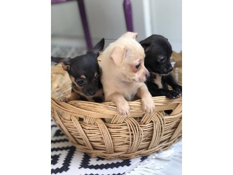 Şivava aşktır chihuahua