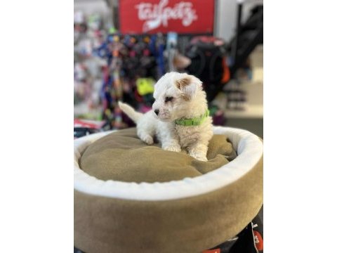 Orjinal hipoalerjenik teacup maltipoo