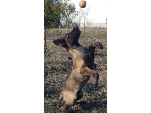 Malinois köpeğimiz