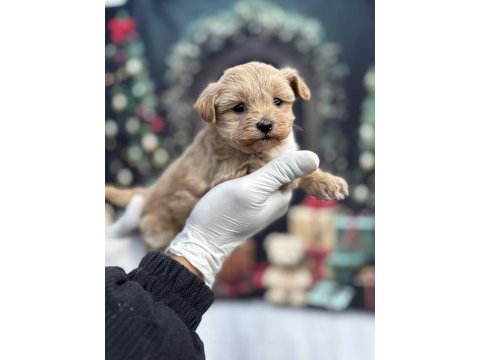Korea premium maltipoo puppies