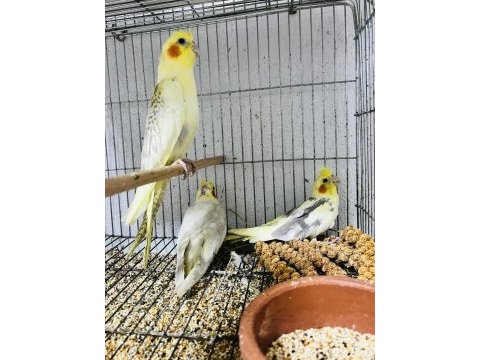 Sultan papağanlar 3 adet