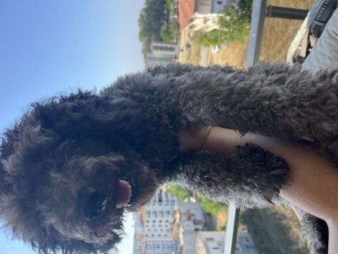 Toy poodle 8 aylık