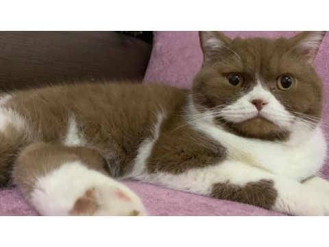 Cinnamon ve lilac british shorthair yavrular