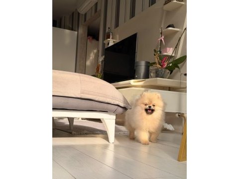 Pomeranian boo köpekler