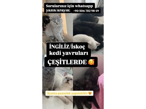 Sevimli ve komik yavru kedimiz