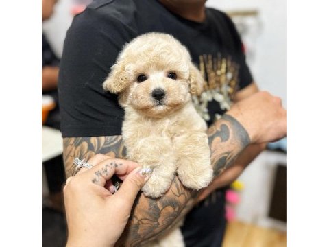 Maltipoo yavrularım