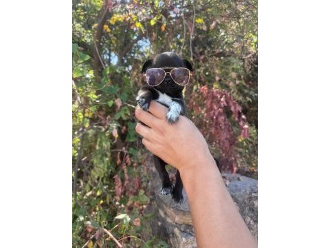 0 ve 1 numara chihuahua bebeklerim gelmiştir