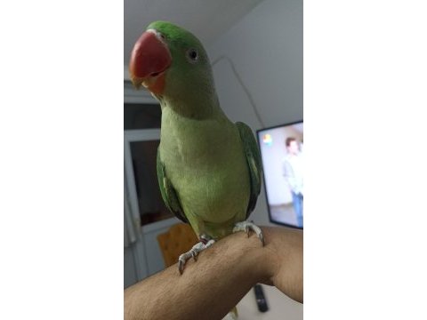 Alexander papağanı 11 aylık