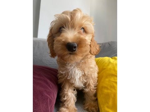 Maltipoo bebeklerimiz