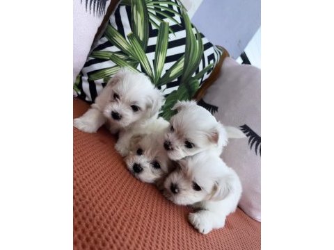 Kar beyaz mini boy orjinal maltese yavrularımız