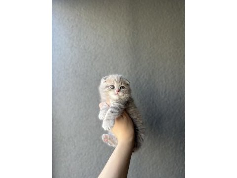 Evinizin neşesi scottish fold yavrularımız 