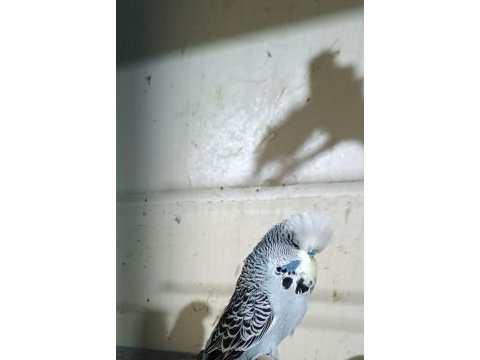 Üretimhaneden muhabbet kuşları