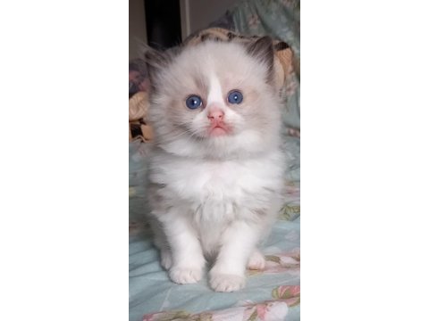 Safkan ragdoll bebek kediler