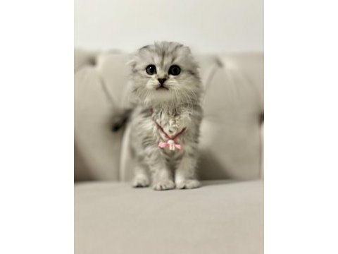Scottish fold longhair dişi 2 aylık