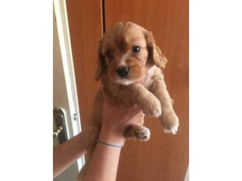 2 aylık cavalier king charles yavrumuz
