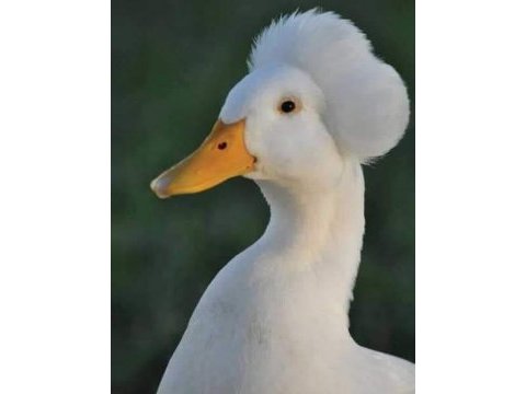 Ponponlu ördek civcivi