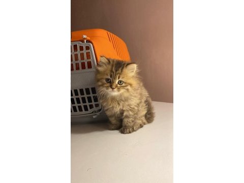 Mavi göz british longhair