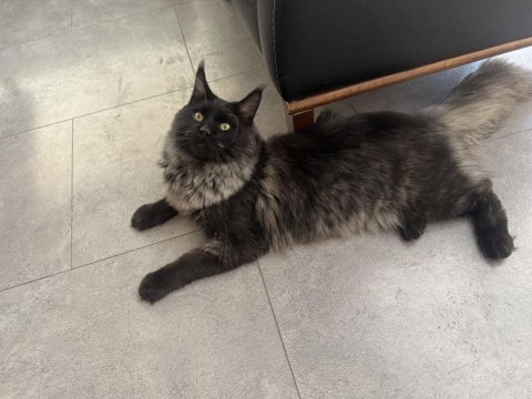 Yeni ailesine gitmeye hazır maine coon