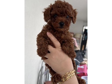 Red brown toy poodle puppy