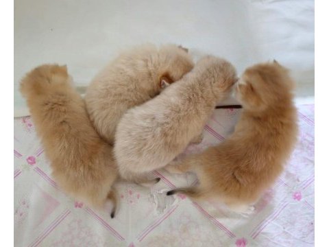British shorthair golden dişi yavrular