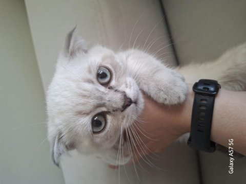 Yavru scottish fold kedisi
