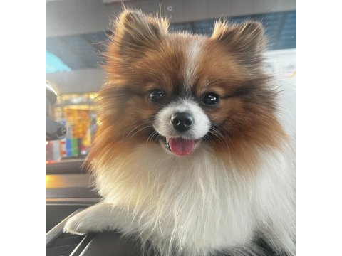 1.5 yaşında annelik tecrübeli partycolor pomeranian boo