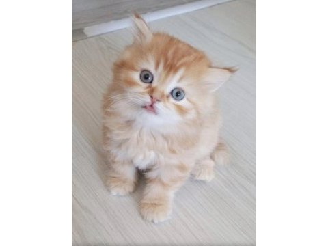 British longhair golden ve beyaz 4 yavru