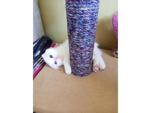 Pofuduk scottish fold white