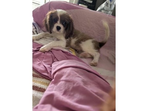 Ev ortamından safkan yavru köpekler