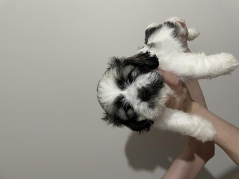 Shih tzu yavruları