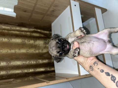 Orijinal saf ırk pug yavrular
