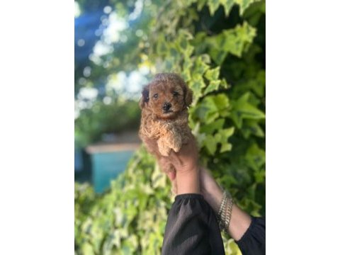 Maltipoo yavrular