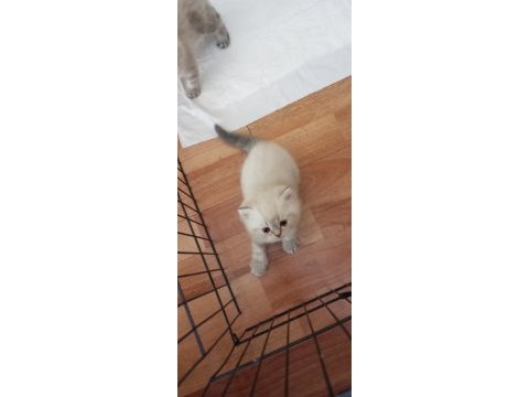 Çok tatlı 2 erkek 1 dişi yavru