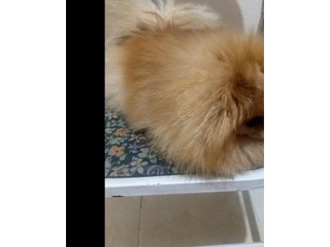 17 aylık 2 kilo teacup dişi pomeranian