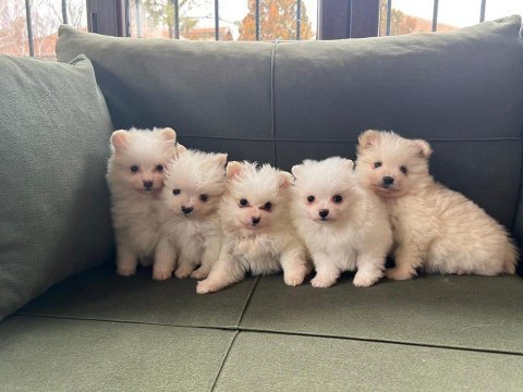 Pomeranian spitz bebekler