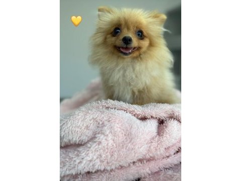 5 aylik dişi pomeranian yer izmir karsiyaka