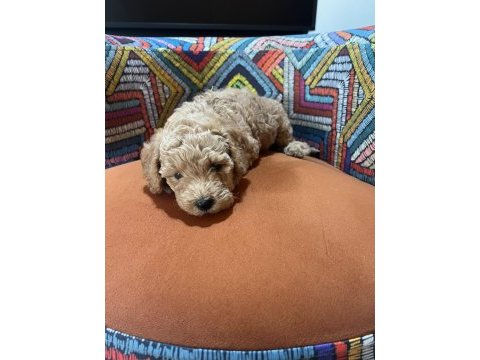 Poodle tüy dökme derdi yok bolca sevgi var
