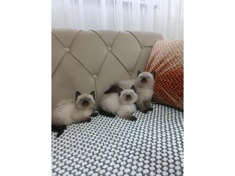 British shorthair caknit point