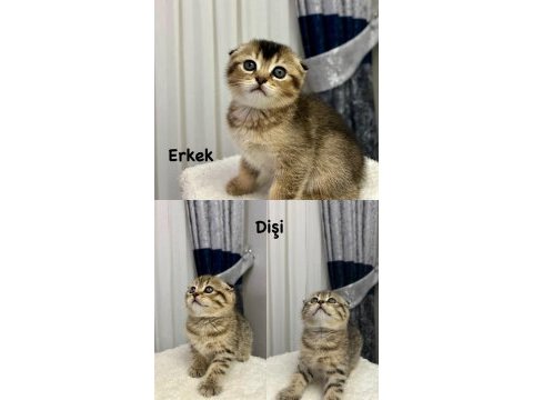 Sevimli yavru scottish fold