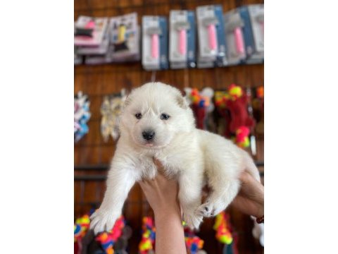 Samoyed bebeklerimiz için acele edin