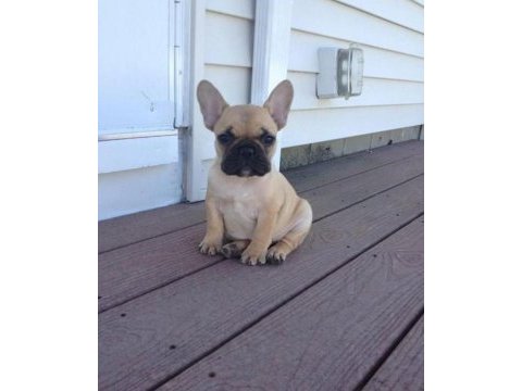Show kalite french bulldog yavruları en iyisini arayana